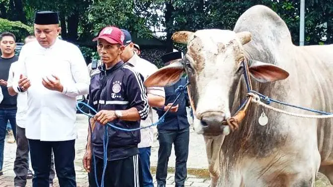 Rudy Susmanto Bagikan Puluhan Sapi Kurban Dari Prabowo Subianto Di Babakan Madang Bogor