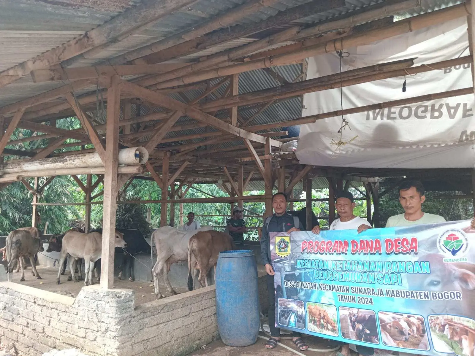 Wujudkan Ketahanan Pangan Pemdes Sukatani Kembangkan Pengemukan Sapi  dan Hidroponik
