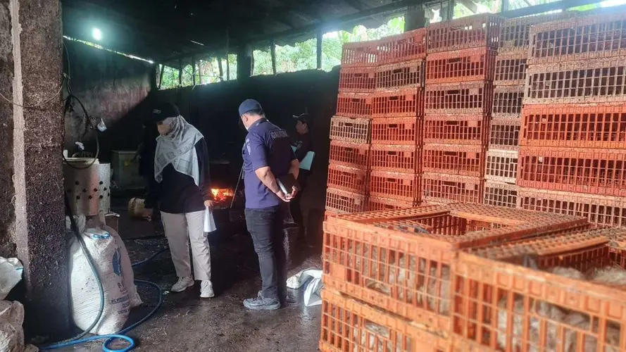 Rumah Potong Ayam Buang Limbah ke Selokan, DLH Kabupaten Bogor Langsung Sidak