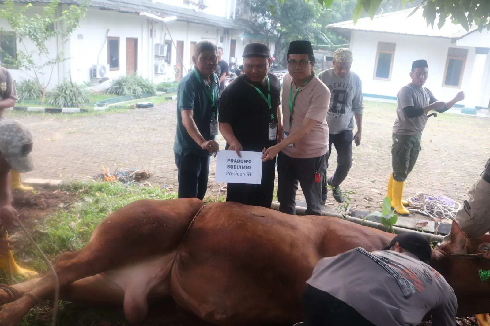 MN KAHMI Gelar Kurban Terbanyak, Presiden Prabowo Sumbang Sapi Jumbo