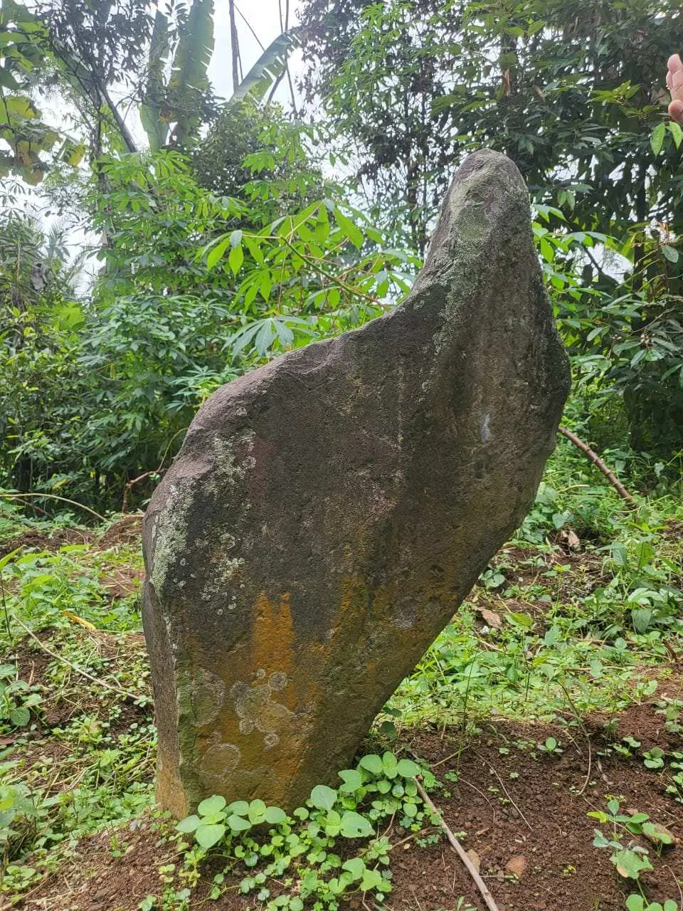 Batu Mirip Kujang Ditemukan Di Desa Purwasari, Camat Dramaga Tinjau Lokasi