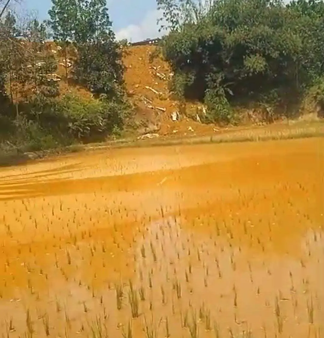 Lahan Sawah Rusak Akibat Limbah B3, Petani Tuntut PT Mikie Oleo Nabati Industri